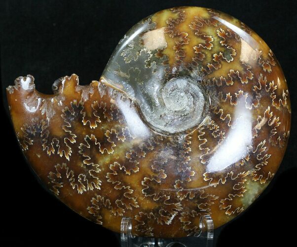 Cleoniceras Ammonite Fossil - Madagascar #32551